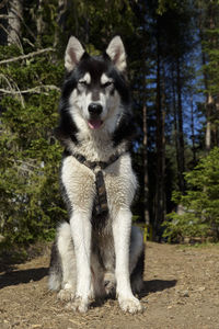 Portrait of dog in forest