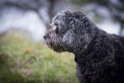 Close-up of dog looking away