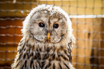 Close-up portrait of owl in cage