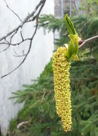 Close-up of yellow flowering plant against tree