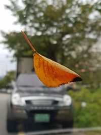 Close-up of butterfly on tree