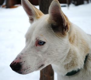 Close-up of dog during winter