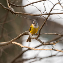 Close-up of bird perching on branch