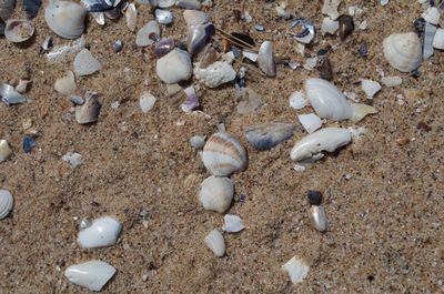 High angle view of shells on beach