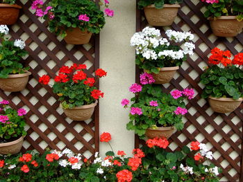 High angle view of potted plants