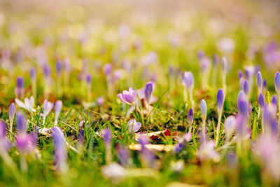 Close-up of purple crocus flowers on field