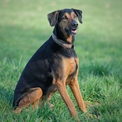 Portrait of dog sitting on field
