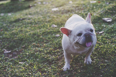 Portrait of dog standing on field