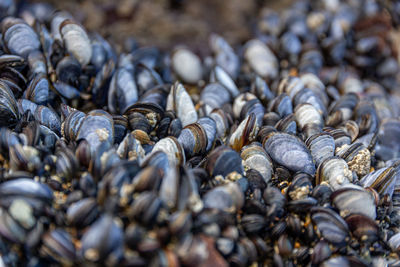 Full frame shot of shells