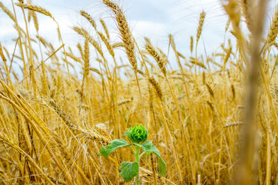 Close-up of wheat crops on field against sky