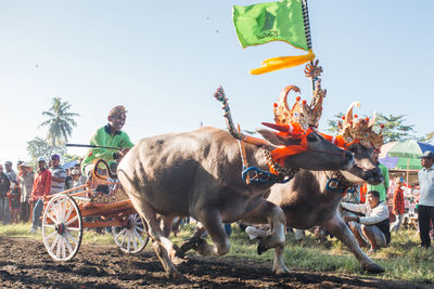 Man riding horses on field against clear sky