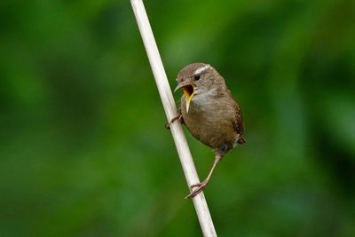 Close-up of bird perching on leaf