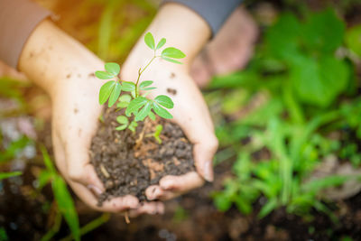 Close-up of hands holding plant