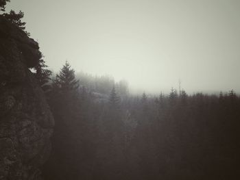 Trees in foggy weather