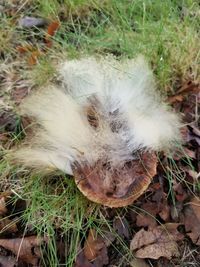 High angle view of dog on field