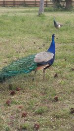 View of peacock on field