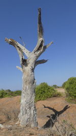 Low angle view of bare tree against clear blue sky