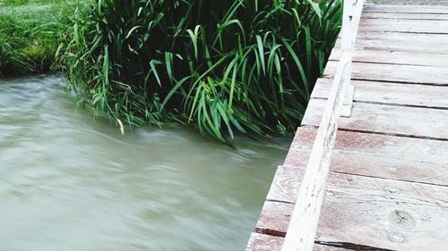 High angle view of plants in water