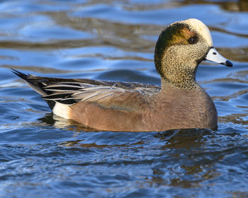 Close-up of duck swimming in lake