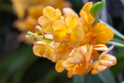 Close-up of yellow flowering plant