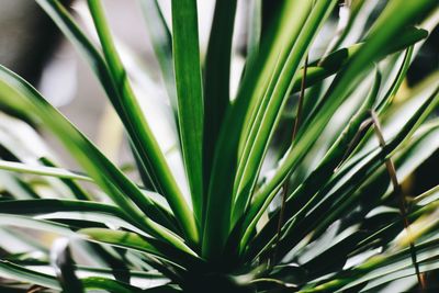 Close-up of green plant