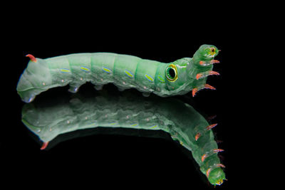 Close-up of green insect over black background