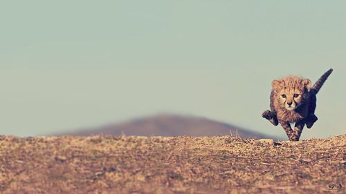 Lizard on field