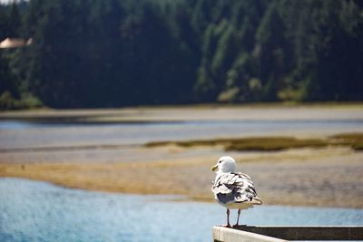 Close-up of a bird on the land