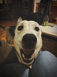 Close-up portrait of dog sitting at home