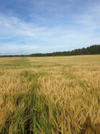 Scenic view of field against sky