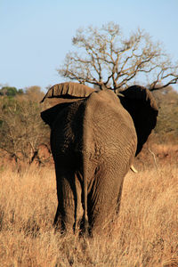 Elephant standing on field against sky