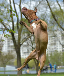 Close-up of dog jumping on tree