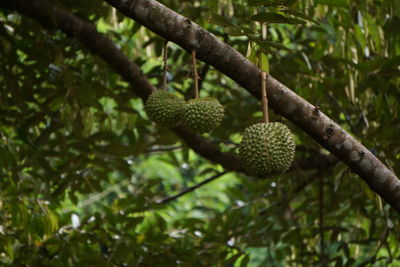 Low angle view of fruit on tree