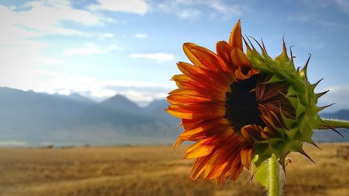 Close-up of flower blooming on field against sky