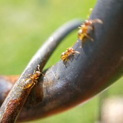 Close-up of insect on leaf