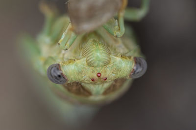 Close-up of insect