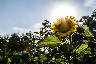 Low angle view of sunflower growing in garden against sky