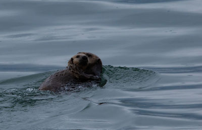 High angle view of animal swimming in sea