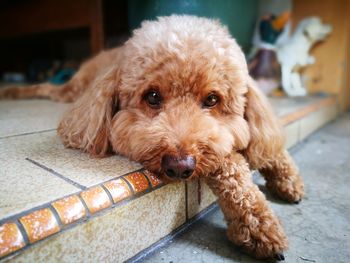 Close-up portrait of puppy