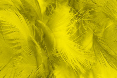 Full frame shot of feathers
