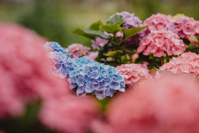 Close-up of pink hydrangea flowers