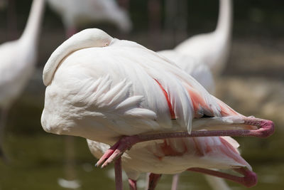 Pink flamingo in the farm