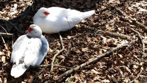 High angle view of swan perching on field