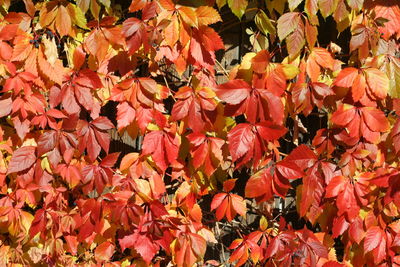 Full frame shot of red maple leaves