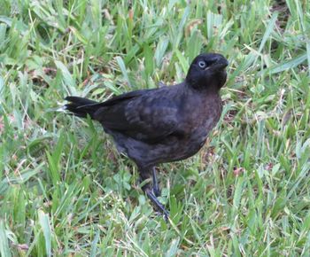 High angle view of bird on field