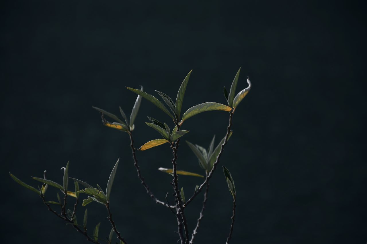 CLOSE-UP OF PLANT WITH BLACK BACKGROUND
