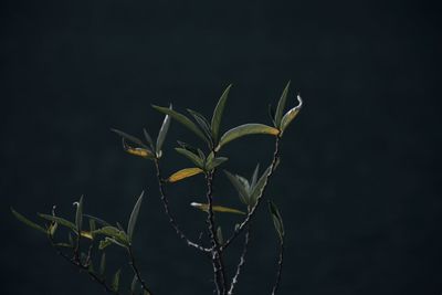 Close-up of plant against black background