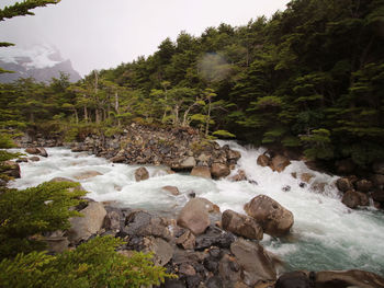 Stream flowing through rocks in forest