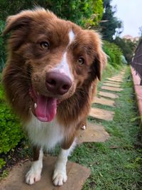 Portrait of dog standing on footpath