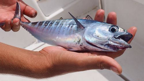 Midsection of person holding fish